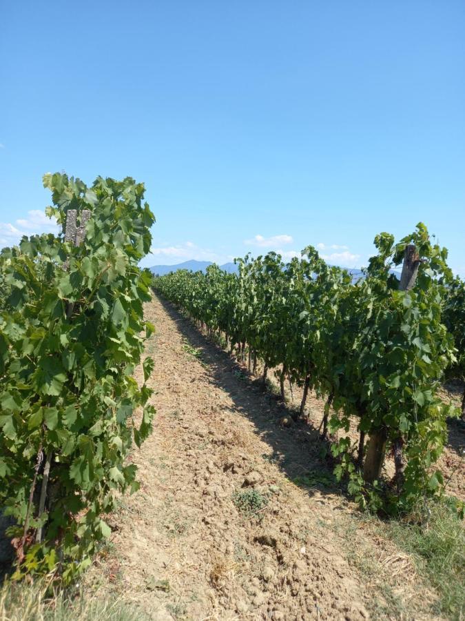 La Quiete Tra Le Vigne Tuscany Collesalvetti Zewnętrze zdjęcie