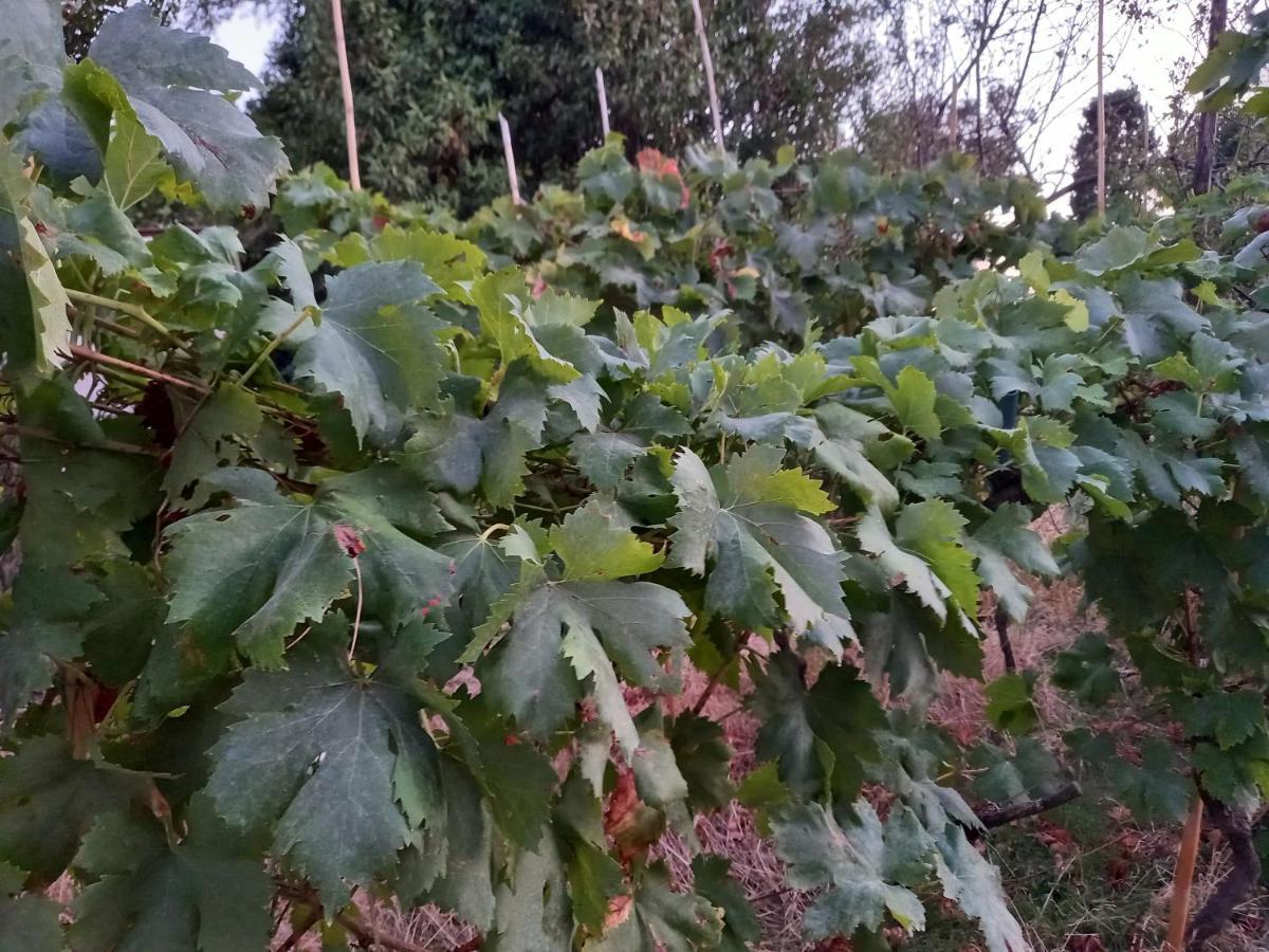 La Quiete Tra Le Vigne Tuscany Collesalvetti Zewnętrze zdjęcie