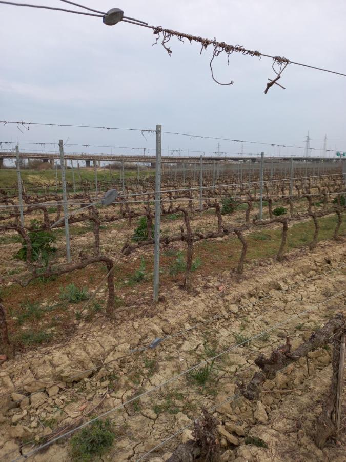 La Quiete Tra Le Vigne Tuscany Collesalvetti Zewnętrze zdjęcie